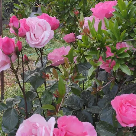 Garden House بيت للعطل