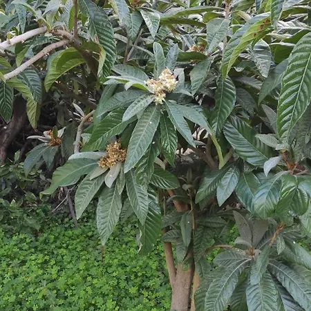 Garden House بيت للعطل *