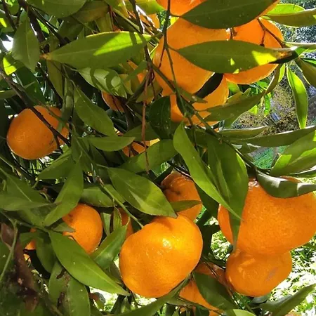 Garden House بيت للعطل أمارنثوس