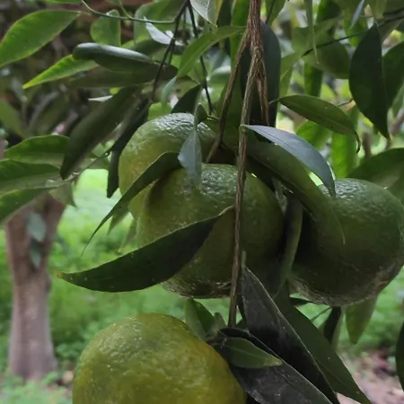 Garden House بيت للعطل أمارنثوس