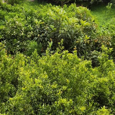 Garden House * أمارنثوس